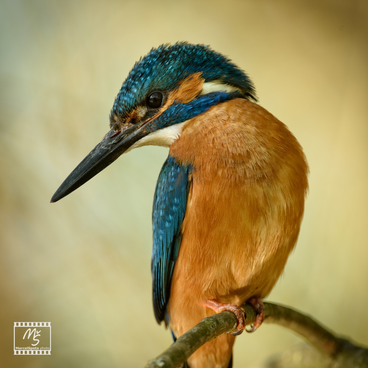 Ledňáček říční