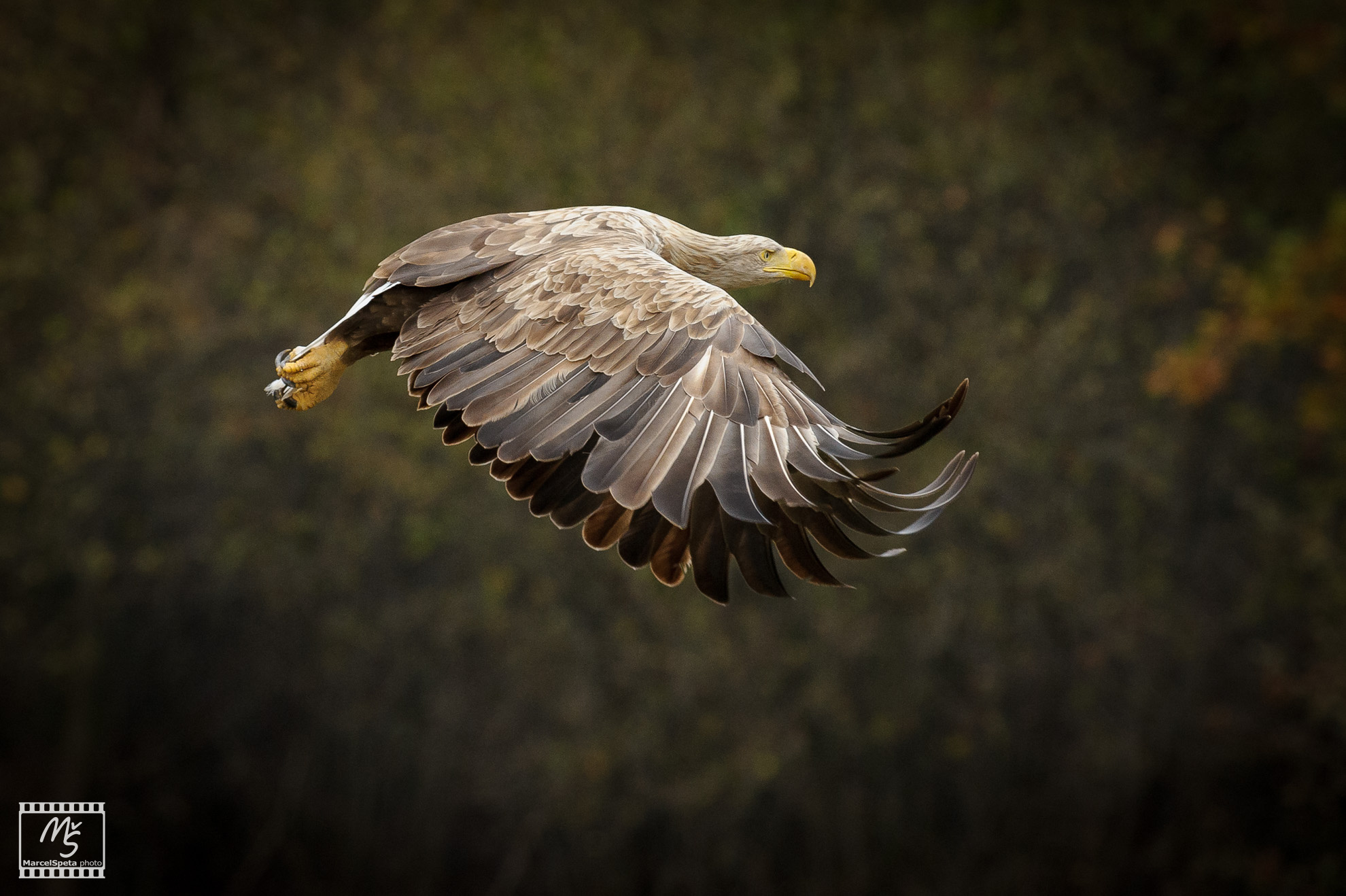 Gandalf - Orel Mořský