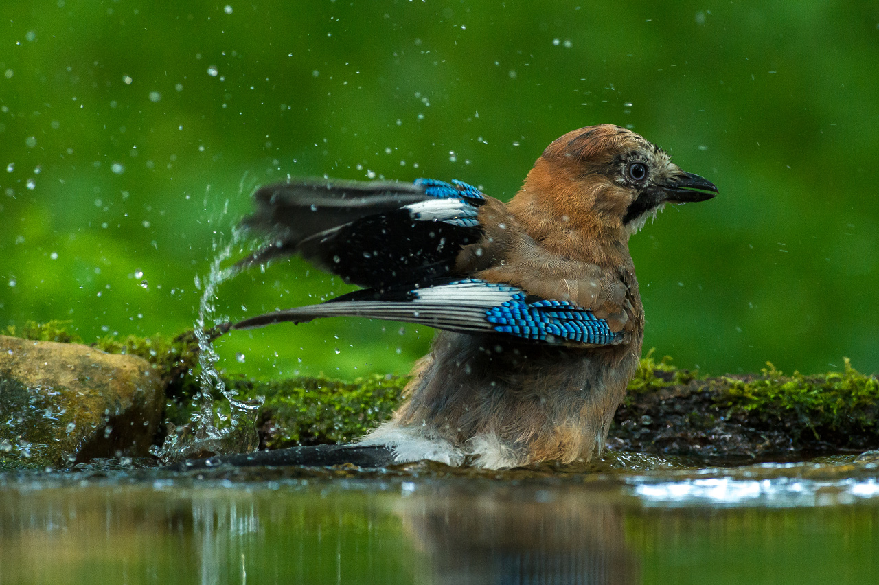 koupající se Sojka