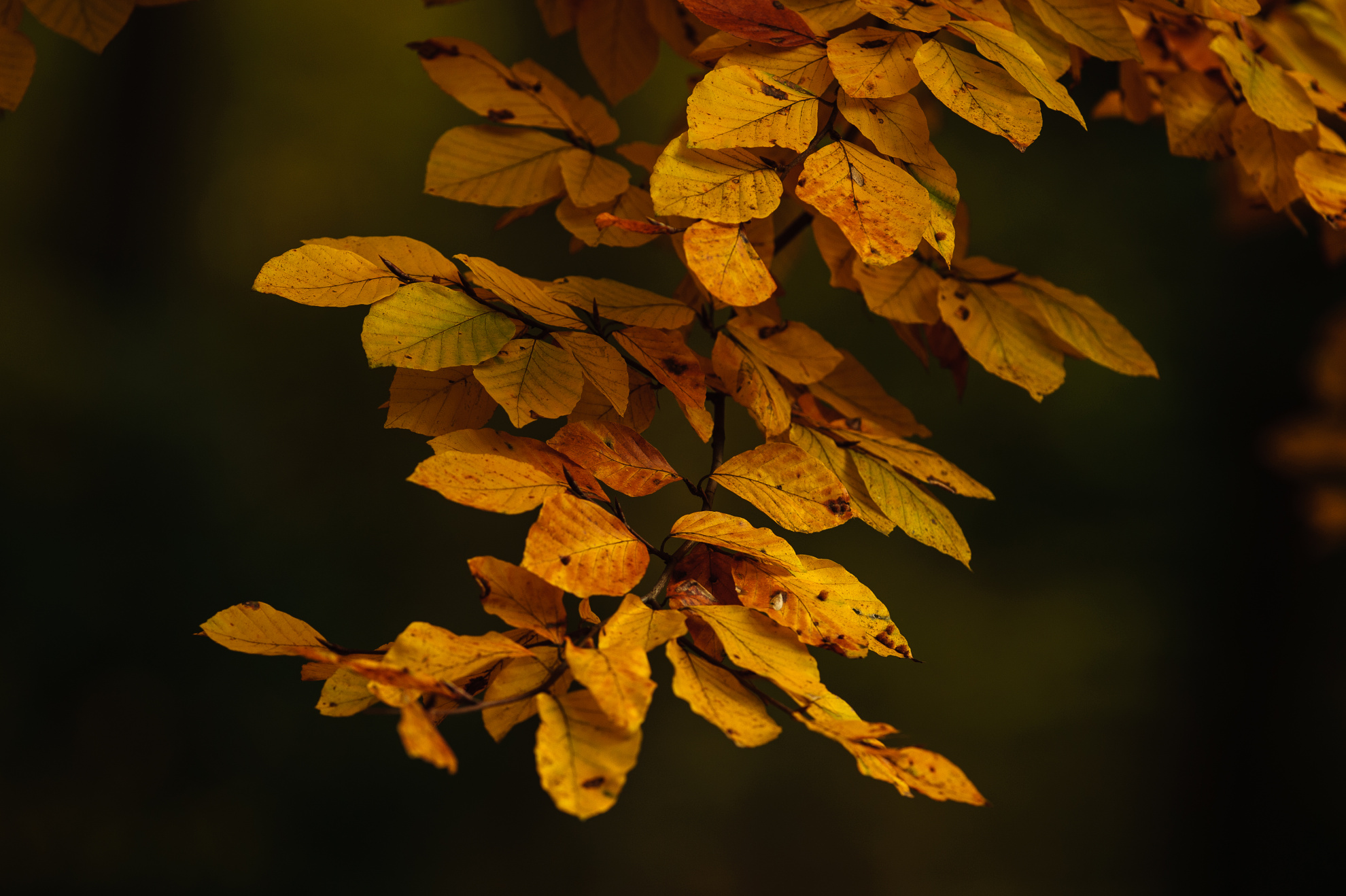 Vzpomínka na podzim