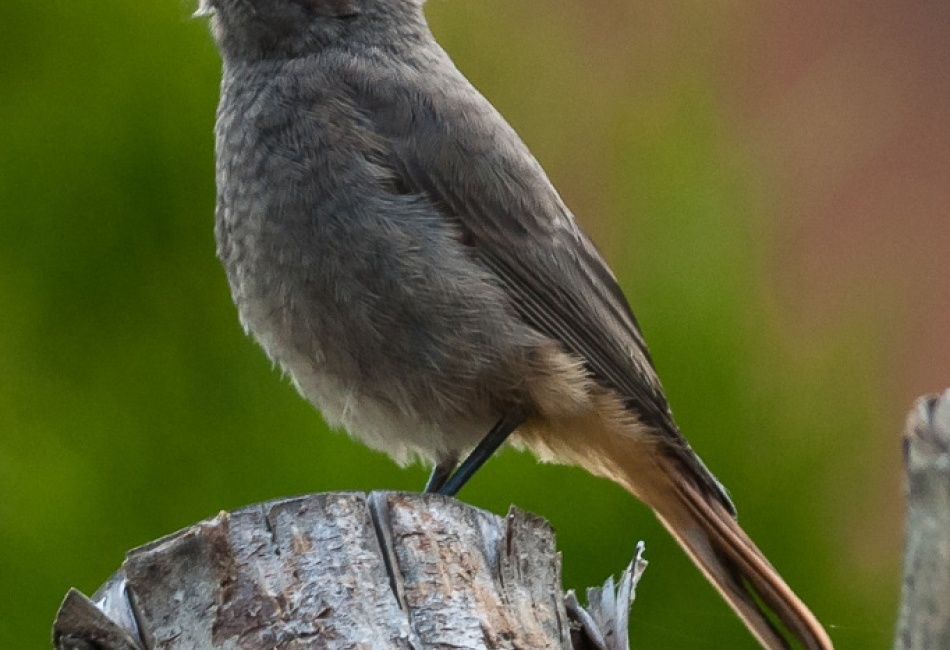 Rehek zahradní - mládě