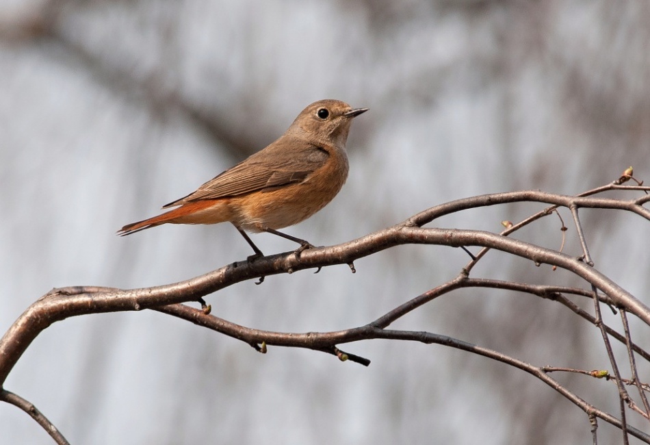 Rehek domácí - samice