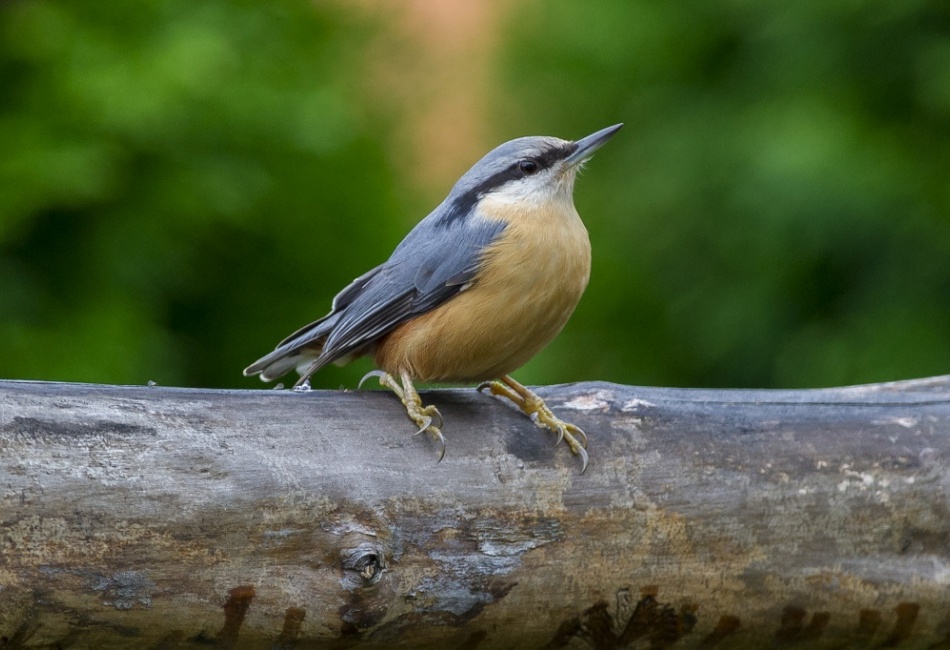 Přítel Brhlík Lesní