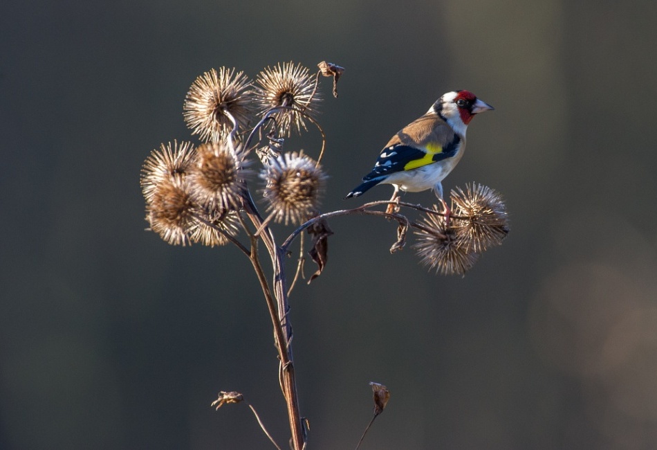 Stehlík obecný (1024px)