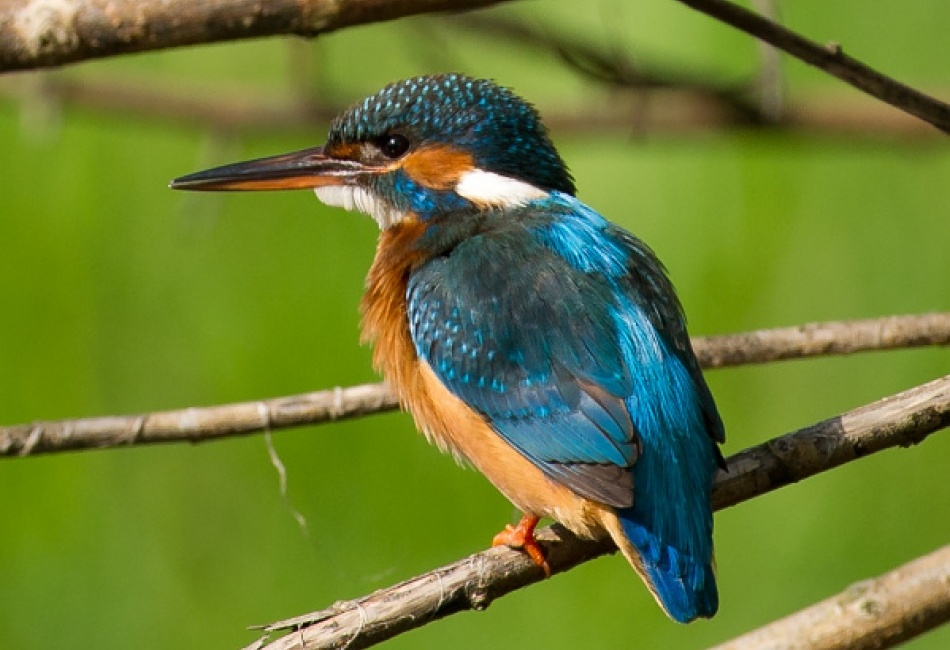 Ledňáček říční