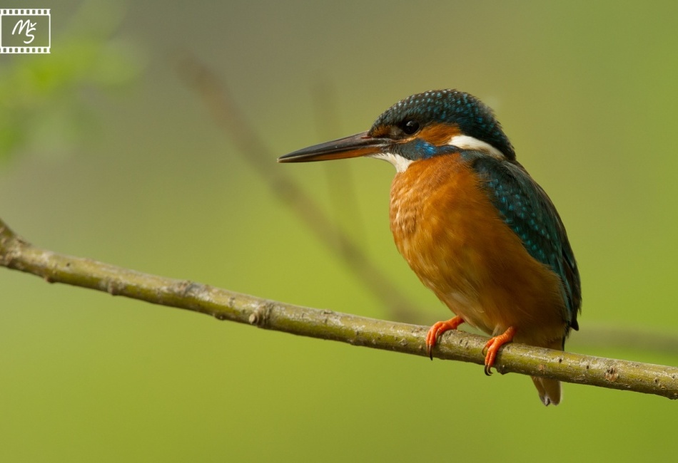 Ledňáček říční