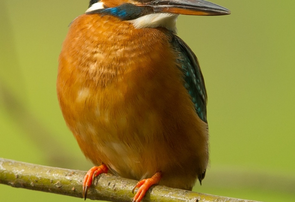 Ledňáček říční