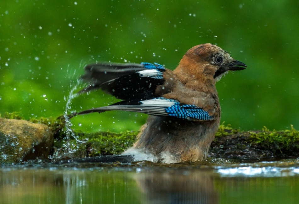 koupající se Sojka