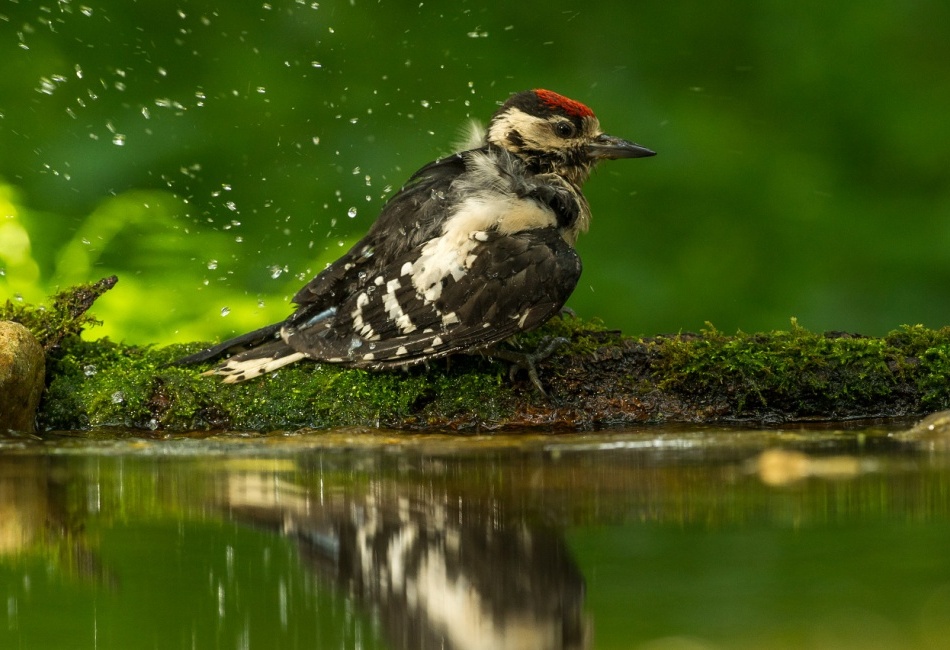 koupající se mládě Strakapouda