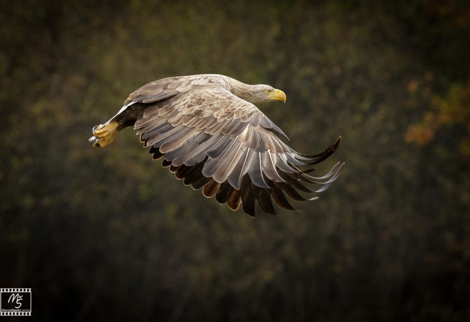 Gandalf - Orel Mořský