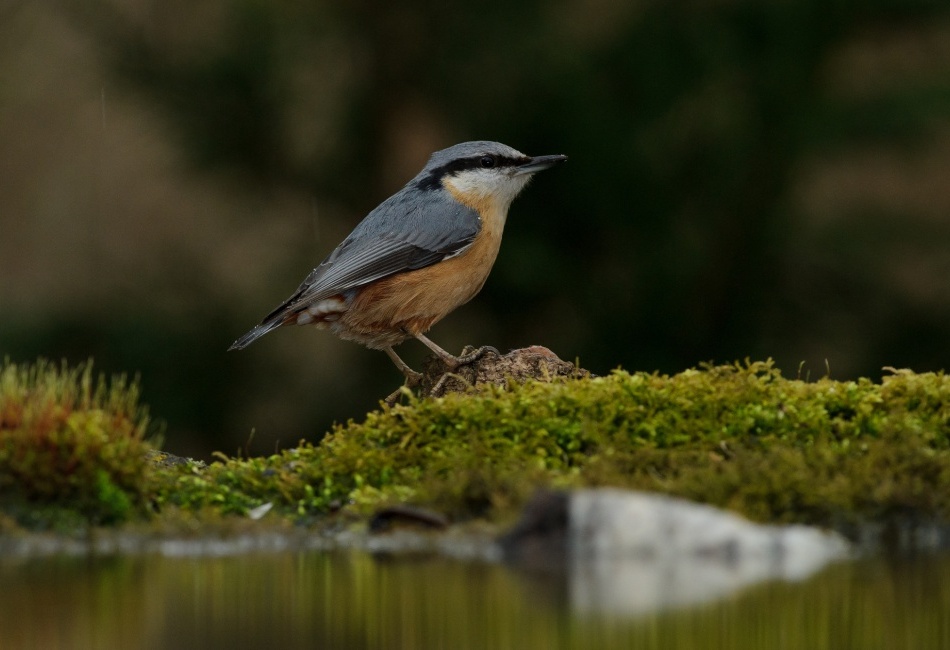 Brhlík - test blesku v přírodě