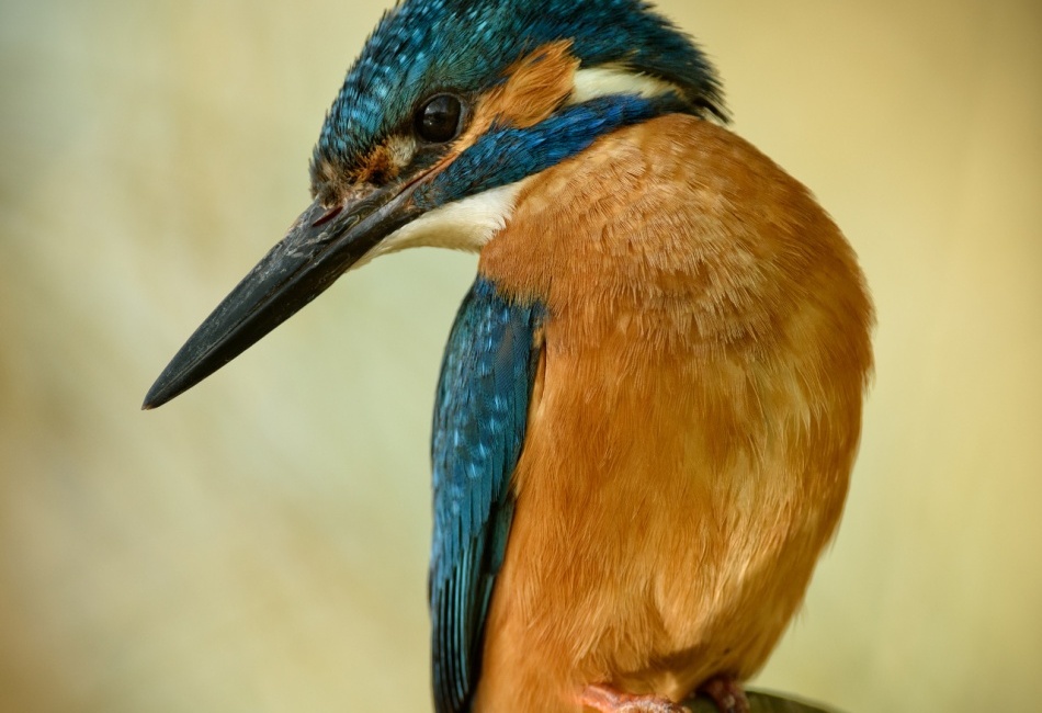 Ledňáček říční