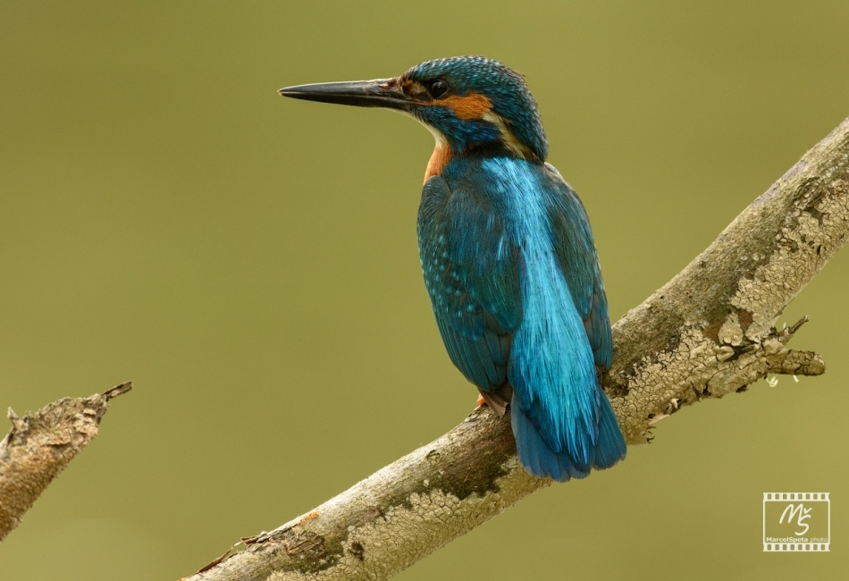 Ledňáček říční