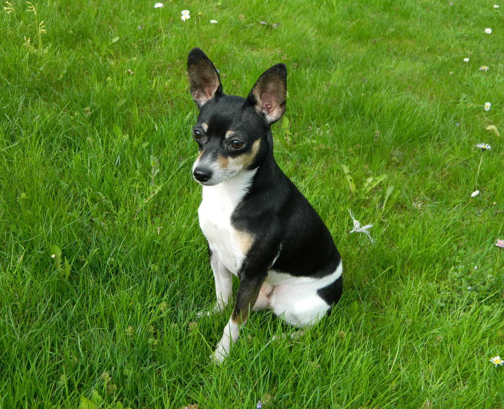 Travička zelená, to je moje potěšení, ..............