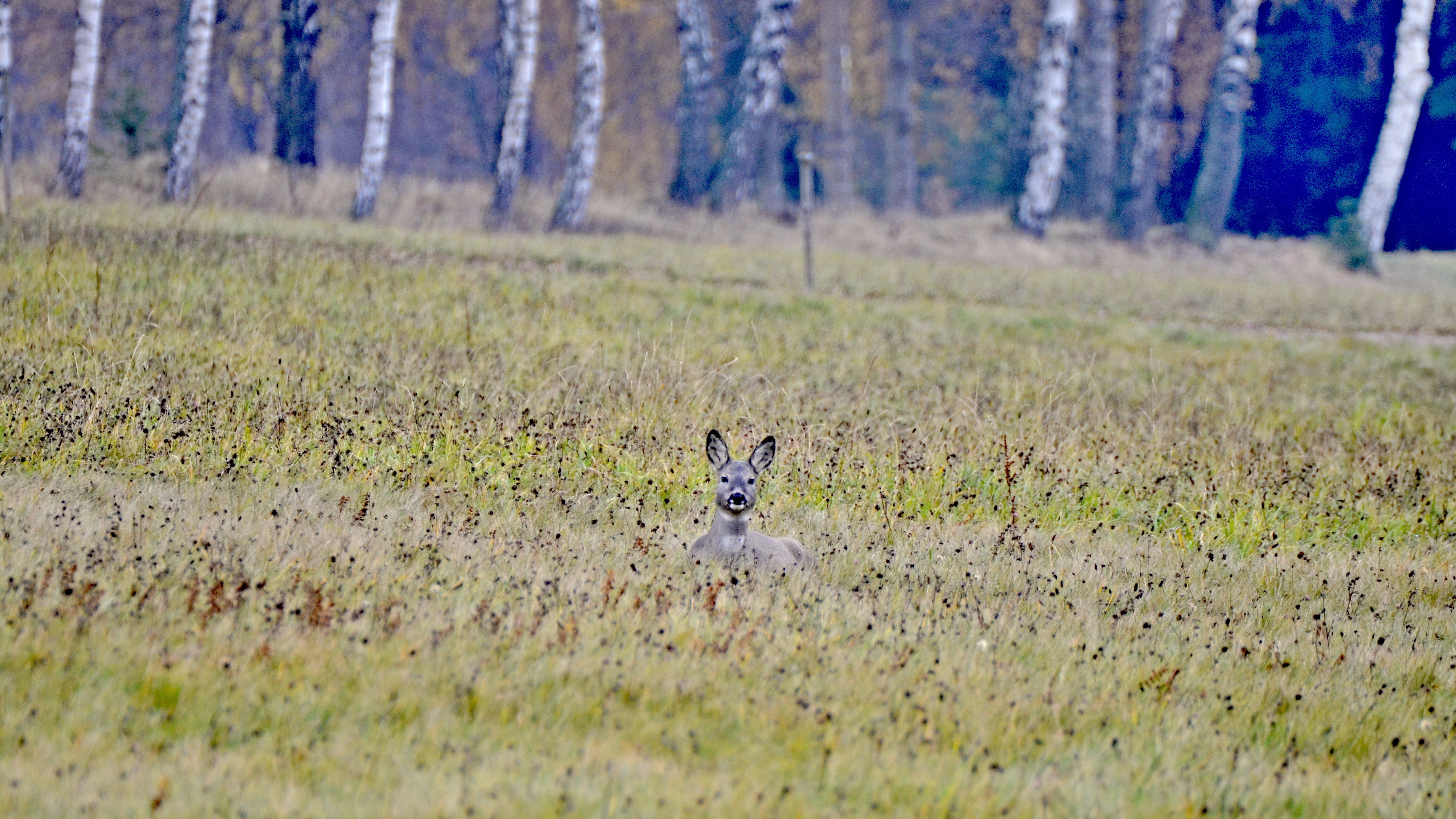 Jedna samotinka na louce