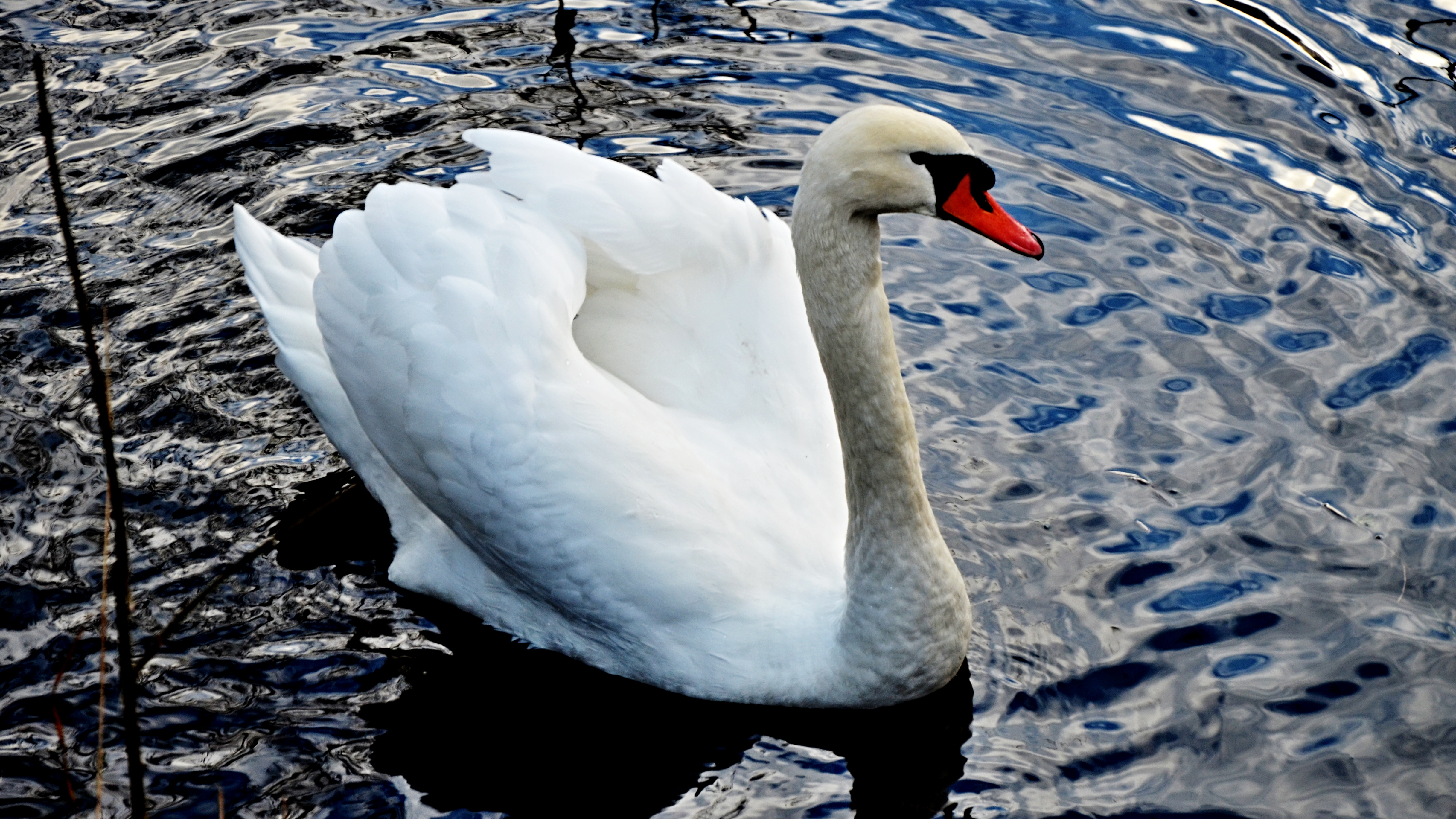 Labuť na rybníku v Nejdku