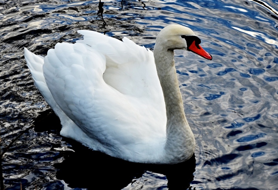 Labuť na rybníku v Nejdku