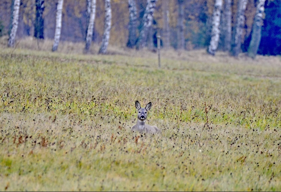 Jedna samotinka na louce