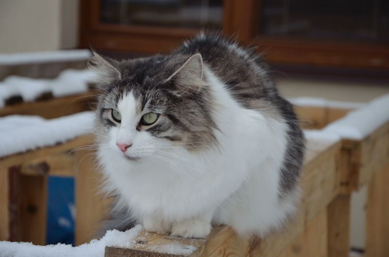 Cathrine von Lacman*CZ