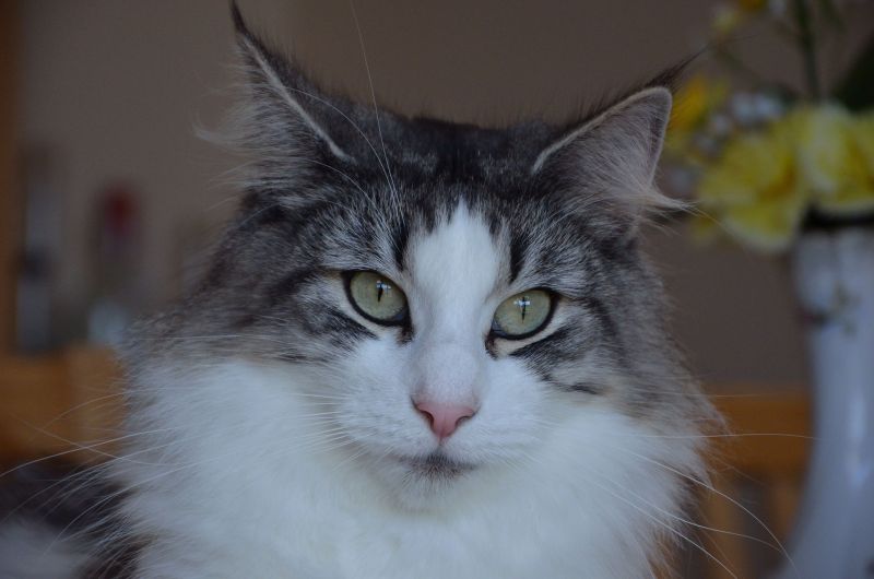 Cathrine von Lacman*CZ