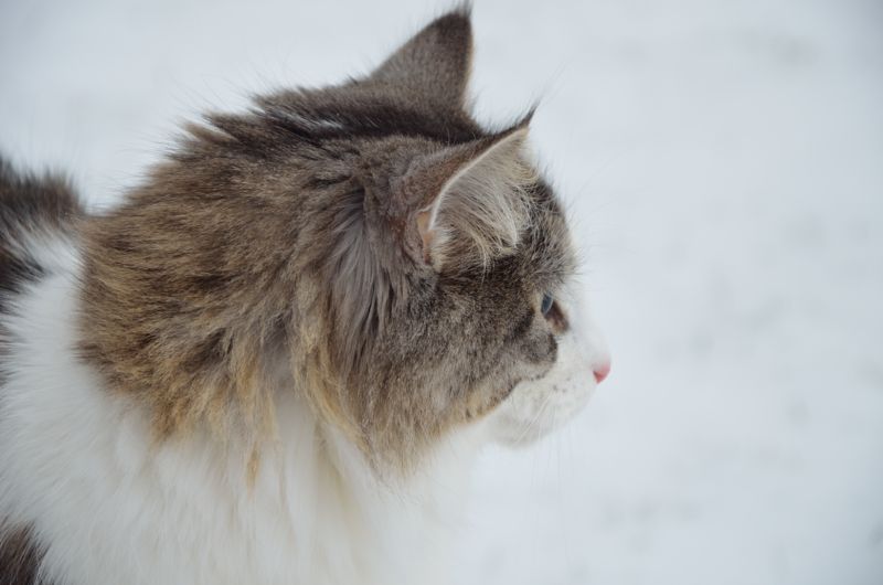 Cathrine von Lacman*CZ