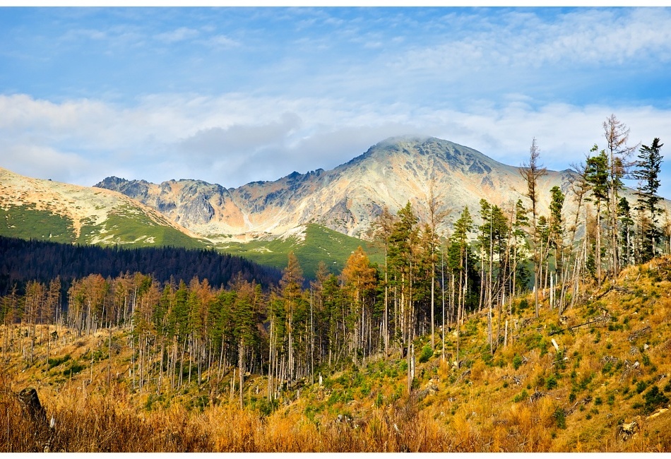 V.Tatry  8 rokov po kalamite