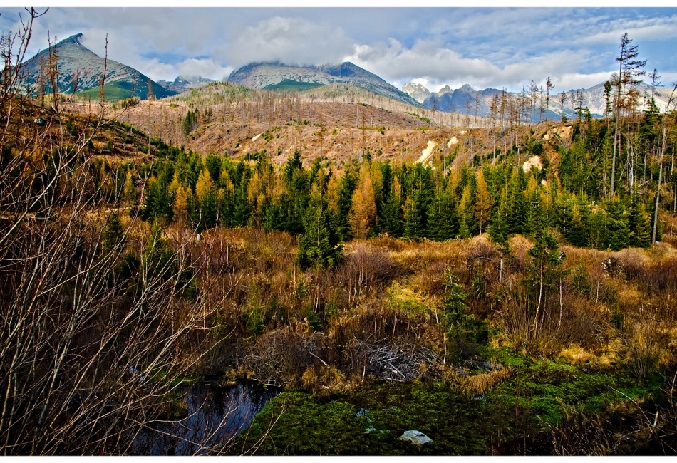 V.Tatry  8 rokov po kalamite sa zobúdzaju
