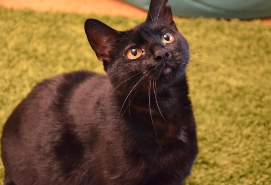 Rozinka sledující nový fotoaparát