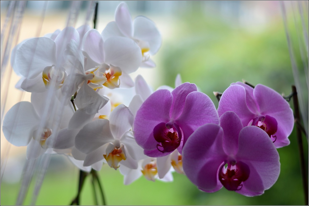 Phalaenopsis