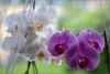 Phalaenopsis