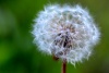 Taraxacum officinale