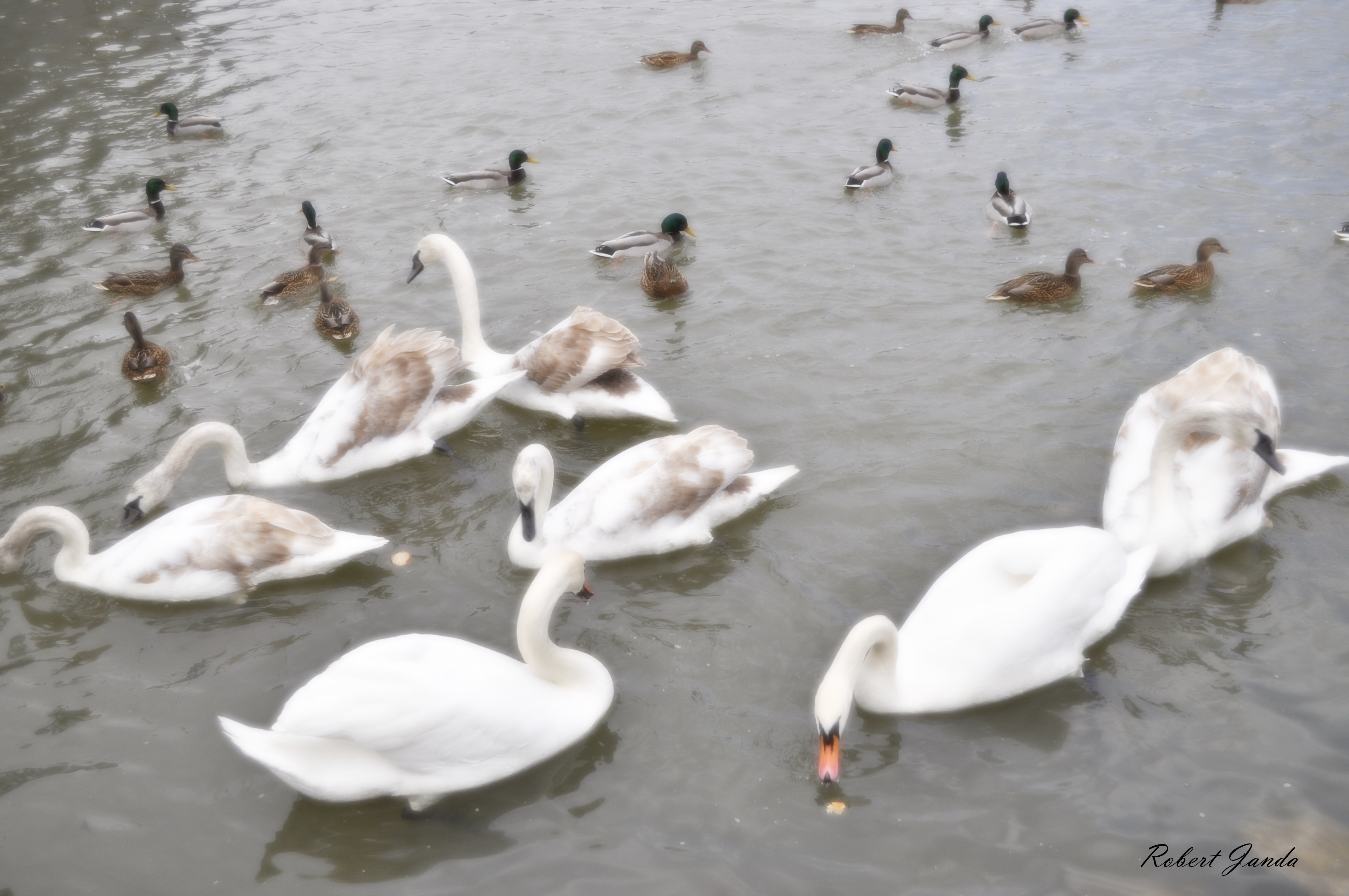 Labutě na řece Moravě