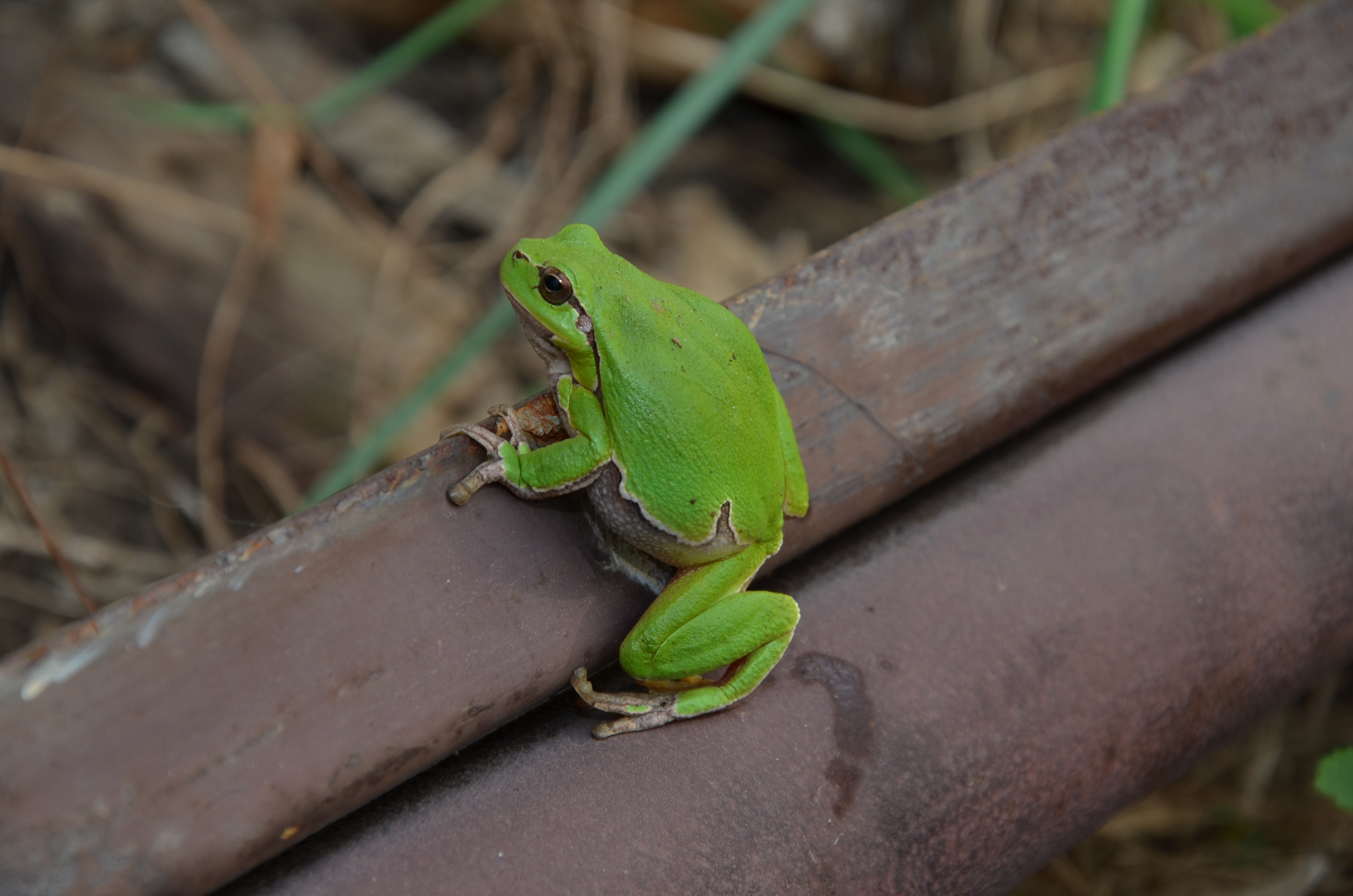 rosnička na našom dvore:)