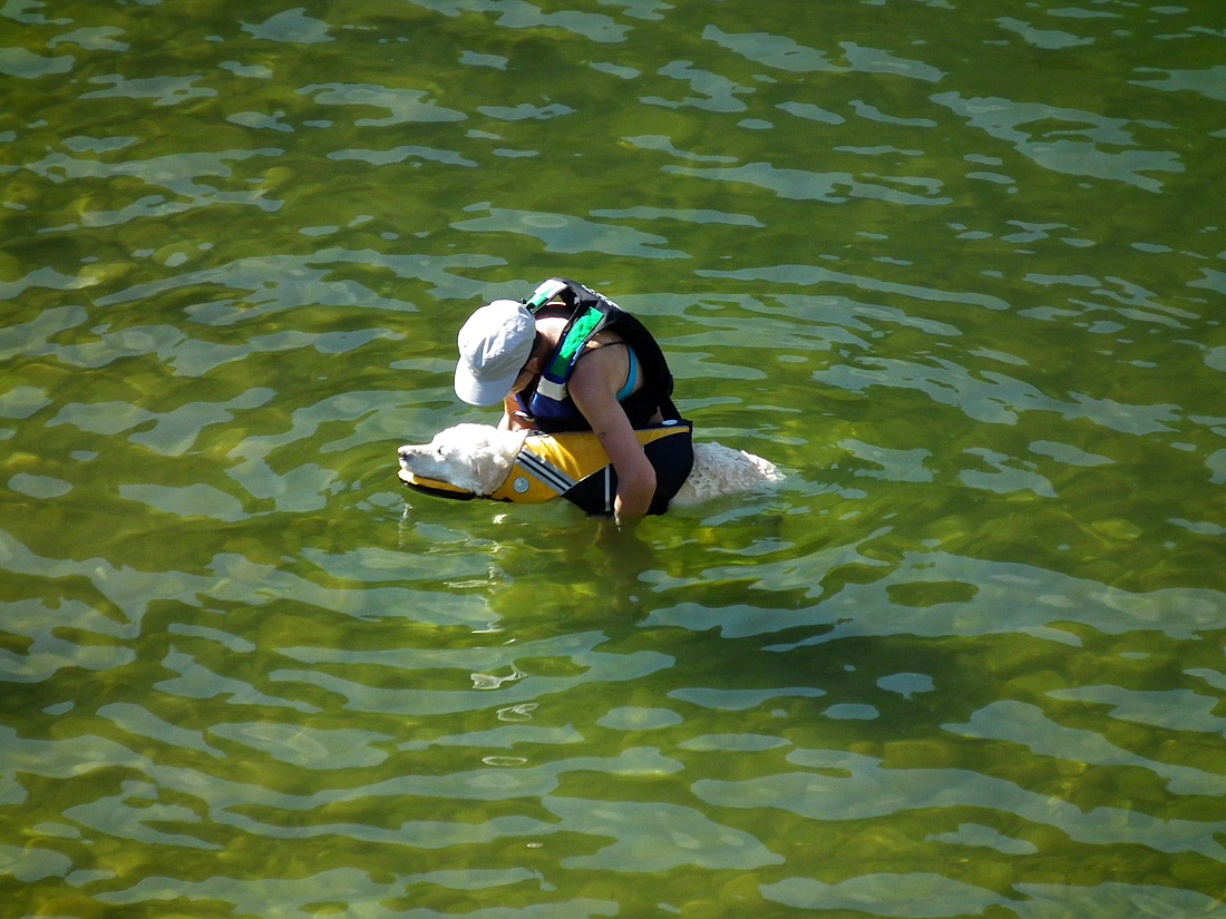 starého psa novým kouskům učiti