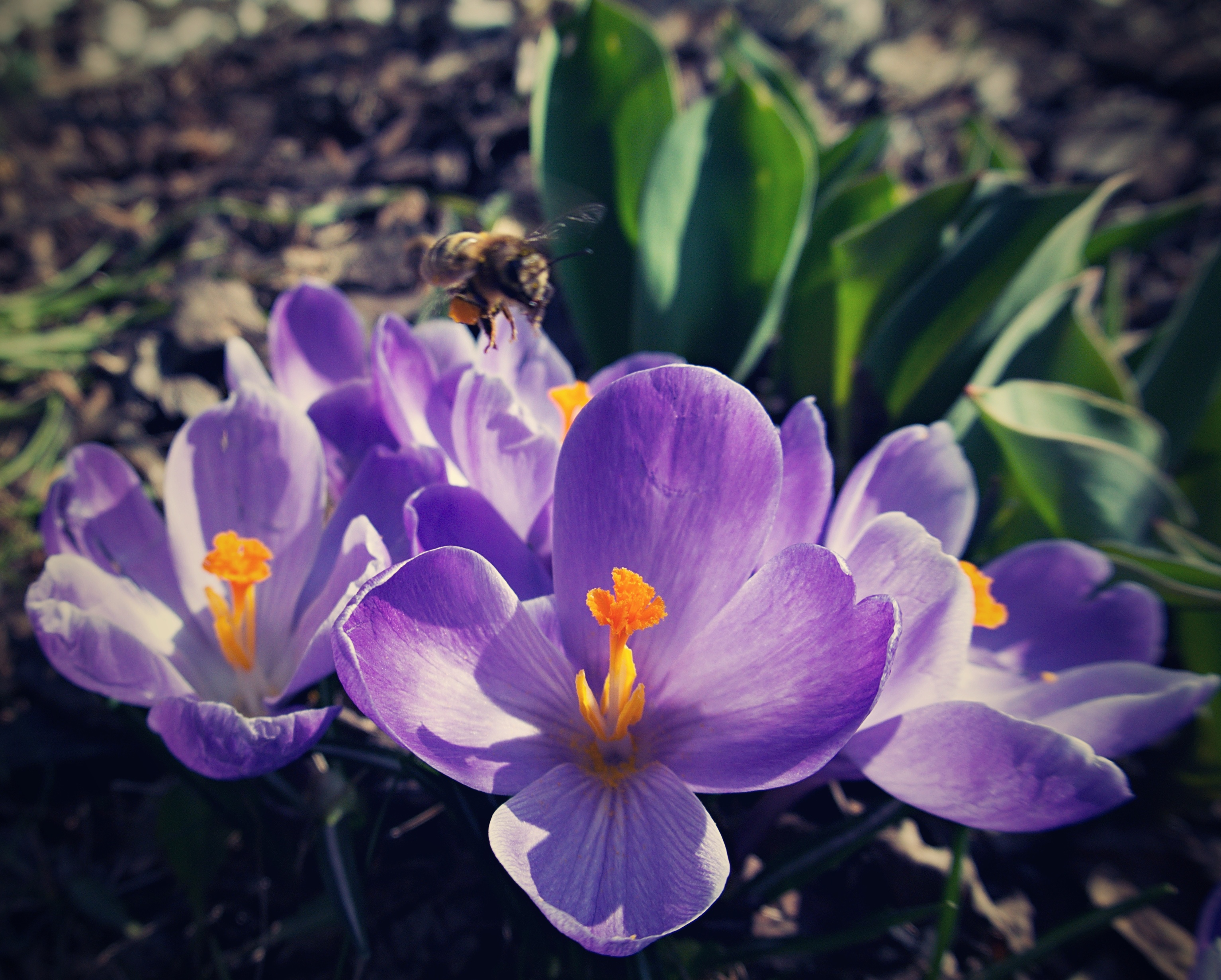 Krokusy s dychtivou včelou