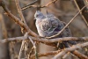 holubí pankáči