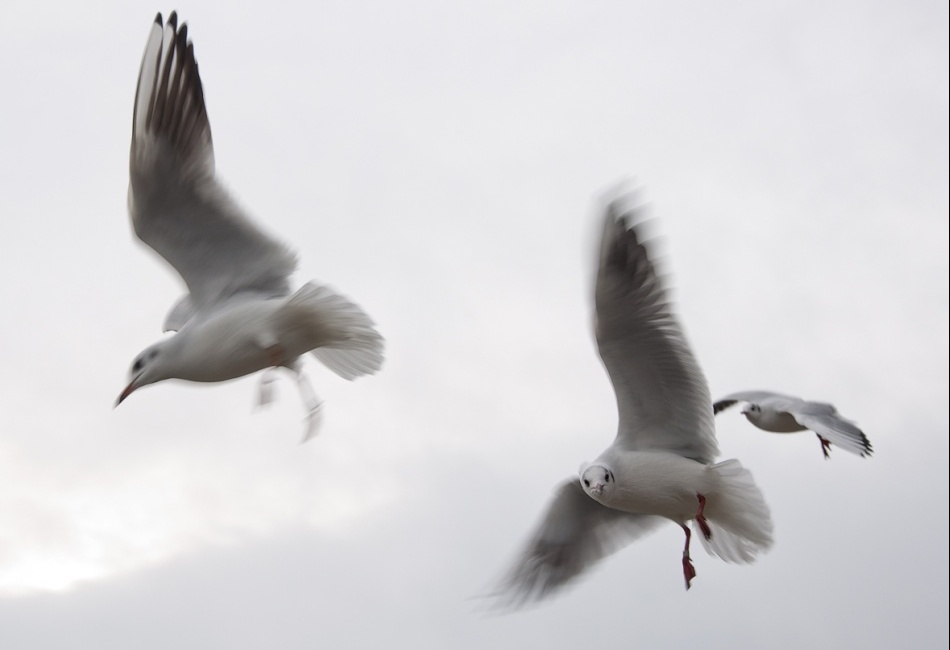 Rackové žebraví 2