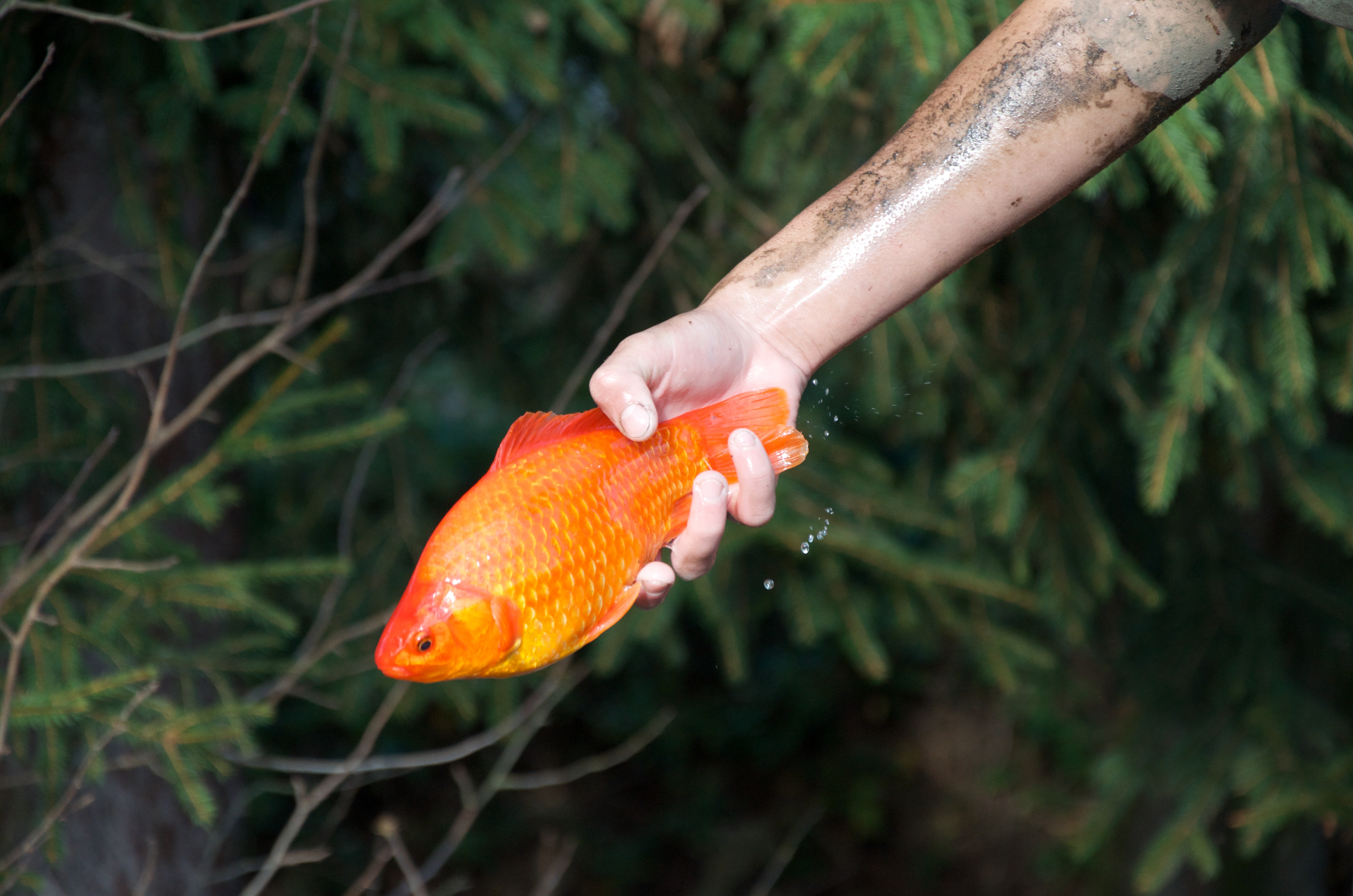 Skákající rybička