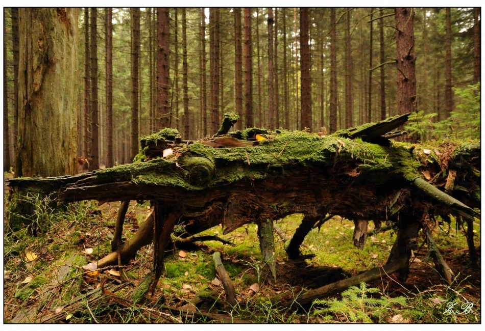 příšerka z lesa Království