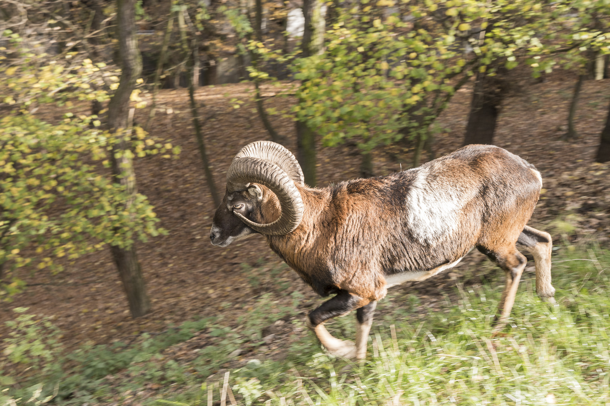 Muflon (Ovis musimon)