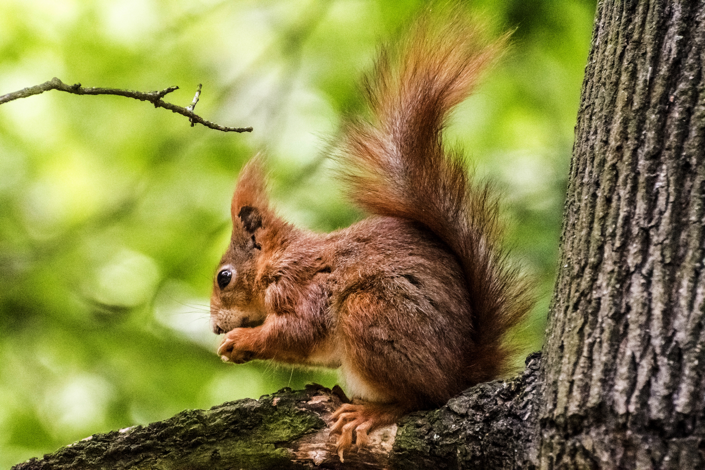 Veverka obecná (Sciurus vulgaris)
