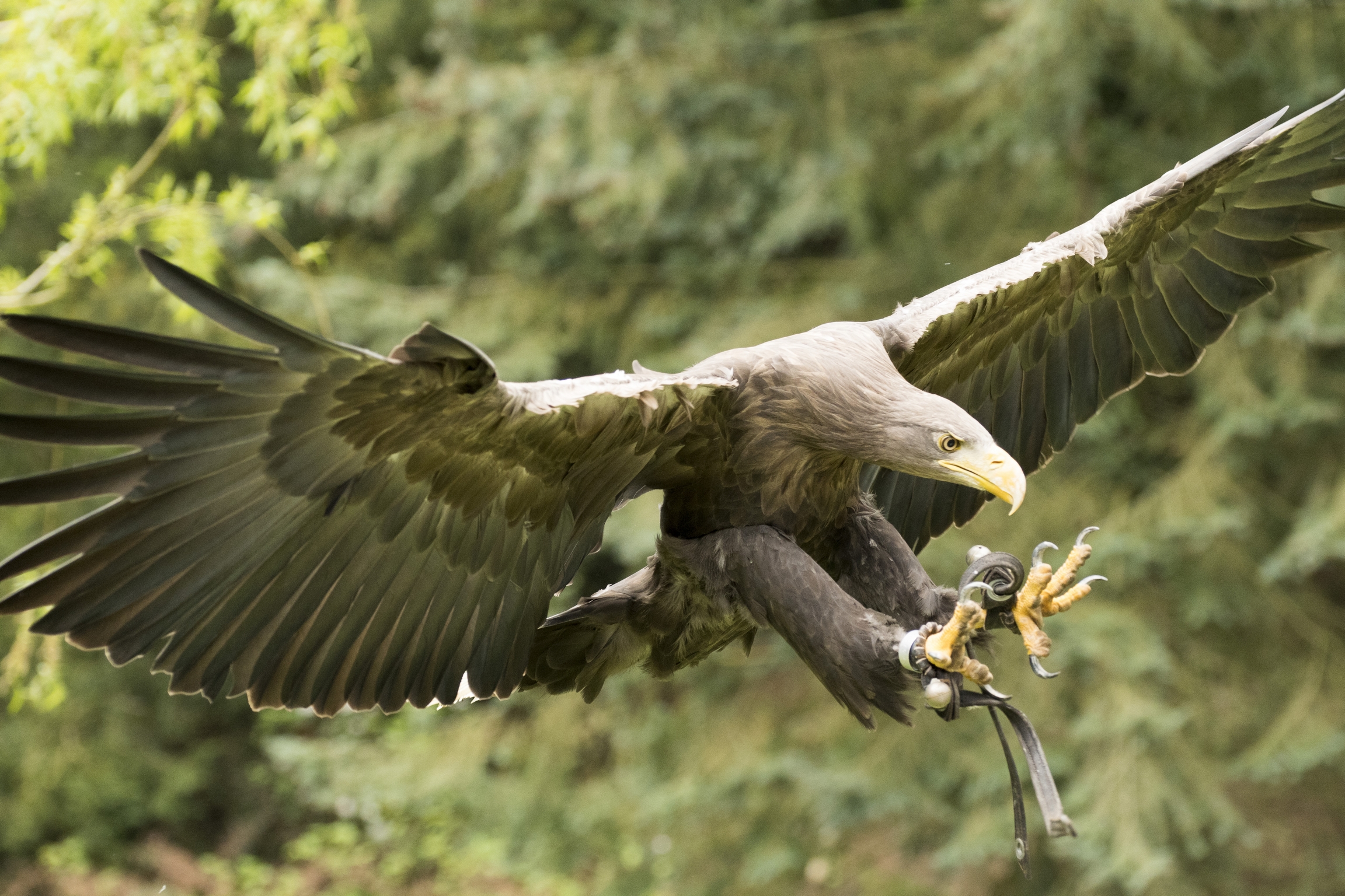 Orel skalní (Aquila chrysaetos)