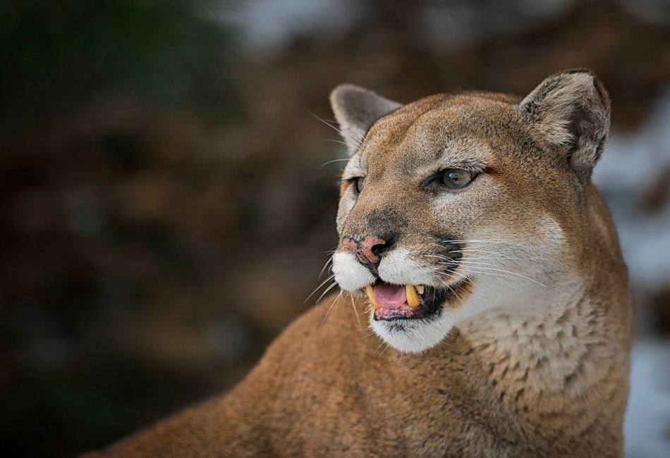 Puma americká